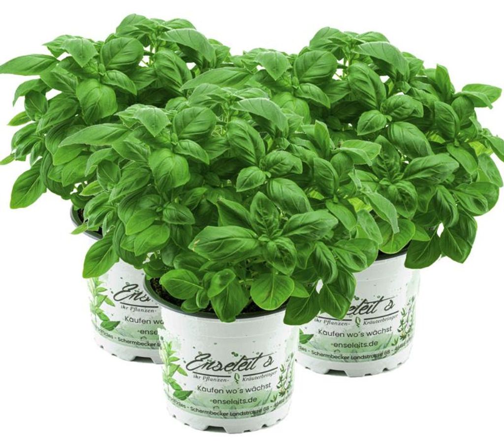 Enseleits Kräuter-Set Pesto, Basilikum Pflanze aus Produktbild 