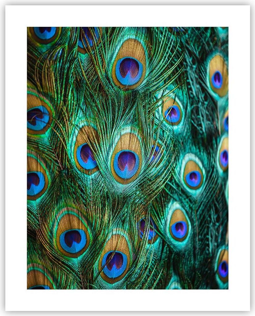 Poster - Poster ohne Rahmen - Pfauen Feder Makro - 40x50 cm Produktbild 
