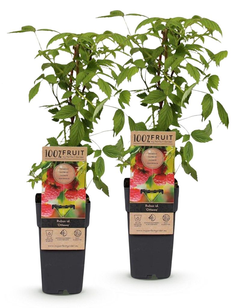 Green boutiQ - Obstpflanze - Rubus idaeus Ottawa - Produktbild 