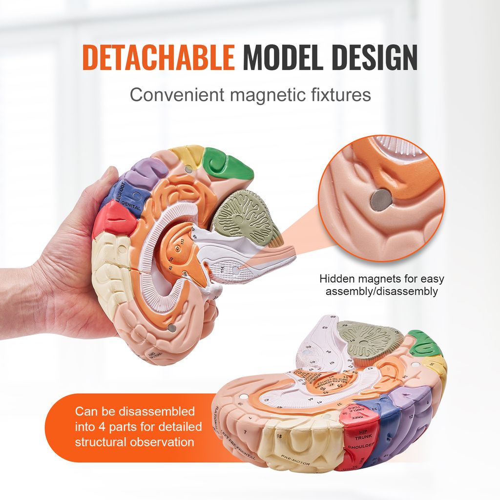 VEVOR Menschliches Gehirn Modell Anatomie, 2X Lebensgroßes Produktbild 4