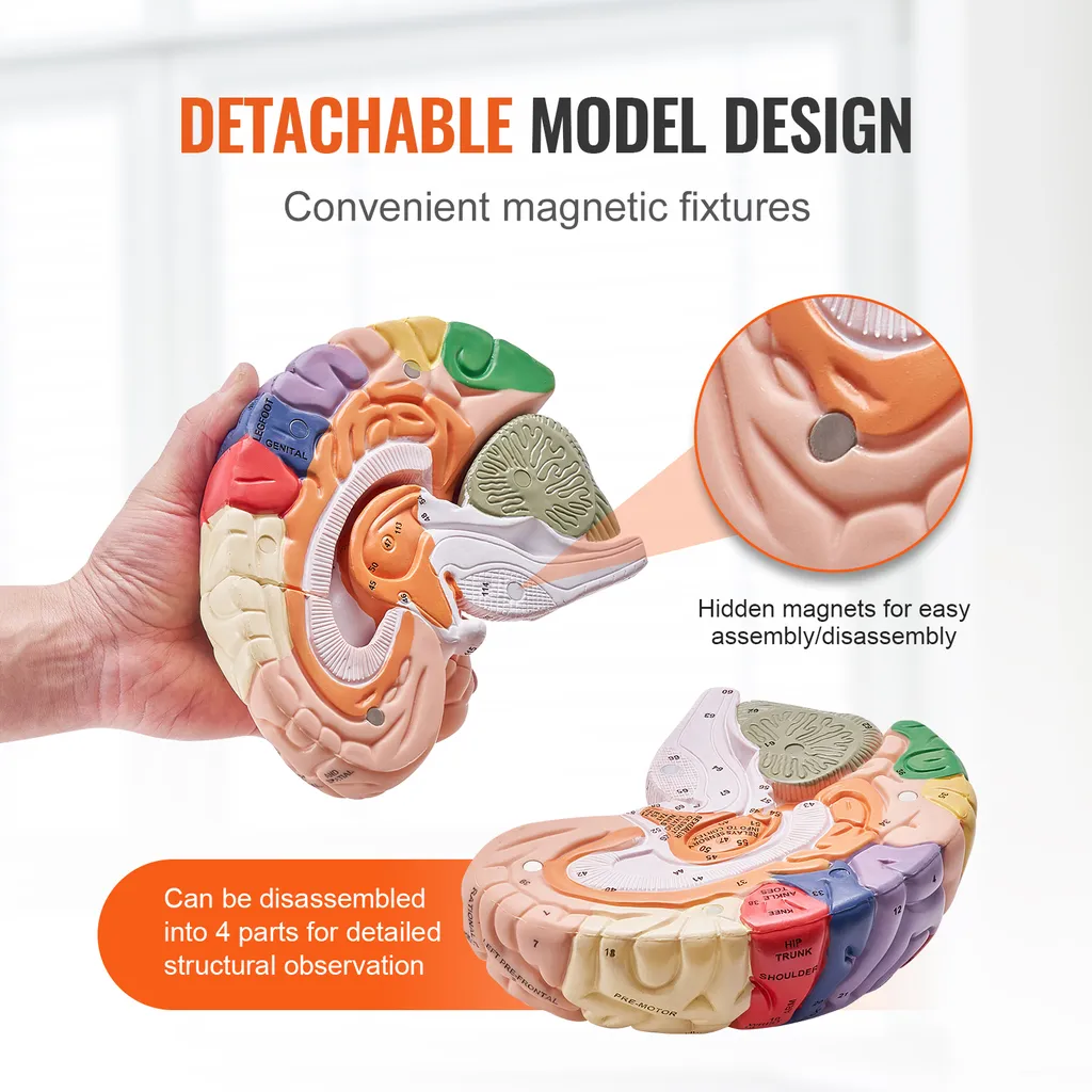 Modèle Anatomique Cerveau Détachable Code Couleur Recherche Anatomie 2X