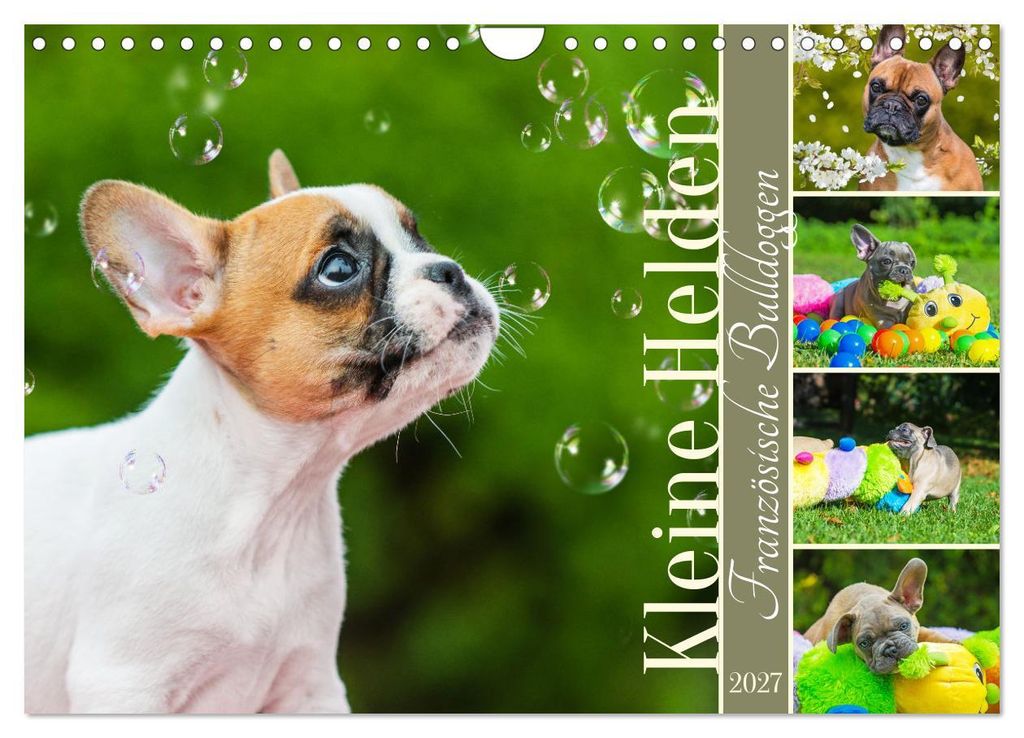 Kleine Helden - Französische Bulldoggen (Wandkalender 2027 DIN A4 quer), CALVENDO Monatskalender