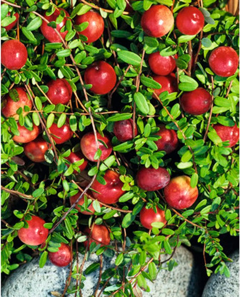 Klikva brusniceFloraselfVaccinium oxycoccos 'Stevens' Obrázek produktu 