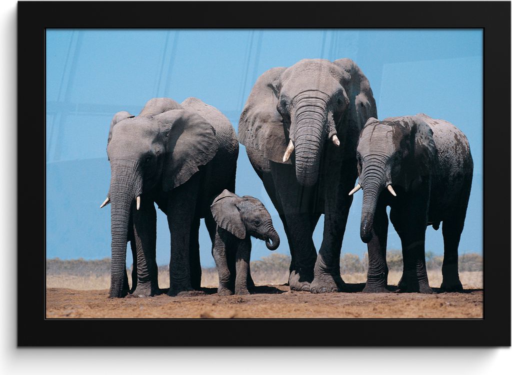 MuchoWow MuchoWow Gerahmtes Poster Elefant - Prärie - Tiere - Natur 30x20 cm - Poster mit zchwarzem Bilderrahmen - Kunstdruck - Bild-Poster