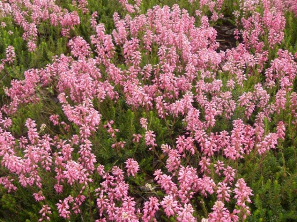 Erica spiculifolia - Siebenbürgenheide - 5-Stück