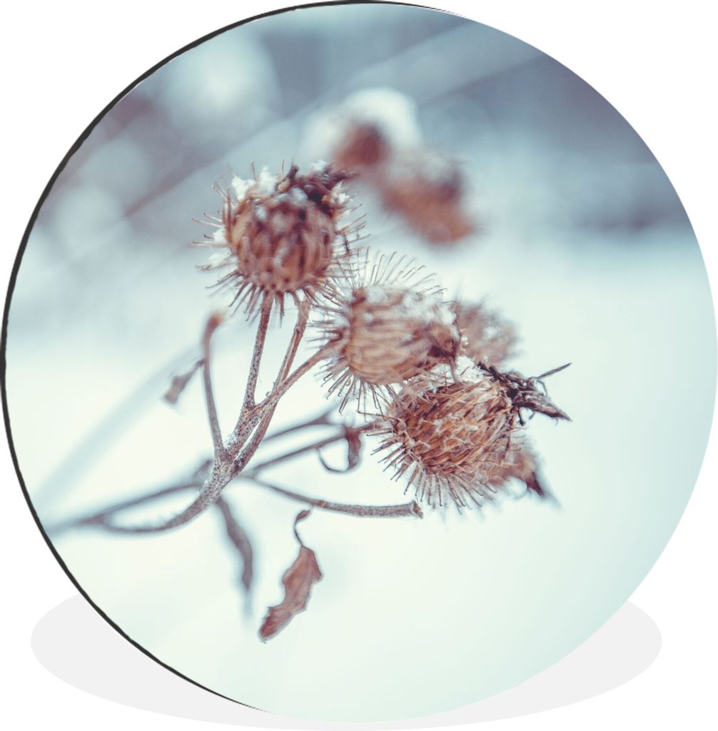 MuchoWow Aluminium Wandkreis Pflanzen - Winter - Schnee - Natur Ø 90 cm Wanddeko Modern Wohnzimmer - Mauerkreis - Wandbilder - Runde Bild - Bild...