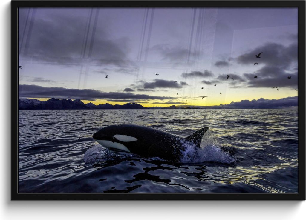 MuchoWow MuchoWow Gerahmtes Poster Orca bei Sonnenaufgang 90x60 cm - Poster mit zchwarzem Bilderrahmen - Fotorahmen - Foto-Plakat