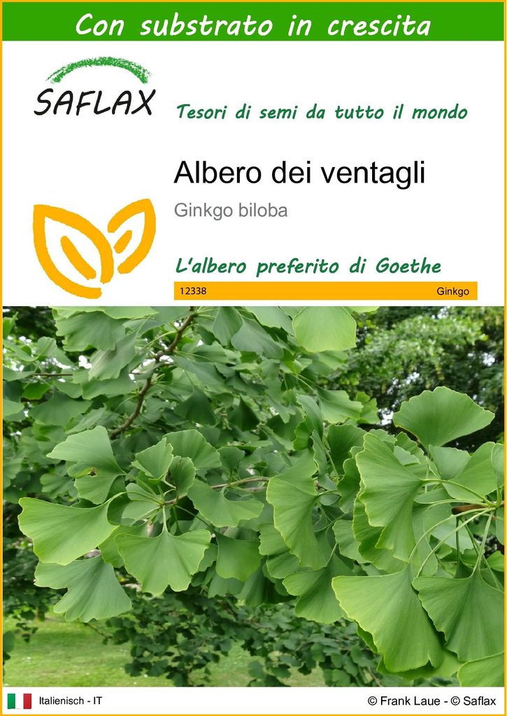 SAFLAX  - Albero dei ventagli - 4 semi - Con substrato - Immagine del prodotto 