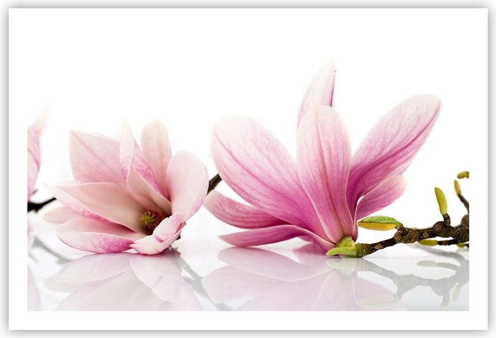 Poster - Poster ohne Rahmen - Magnolie blume natur pflanze - 91,5x61 cm - Wand Bild - Wanddeko - Wandbilder - Kunstposter - Wandposter - Bilder - K...