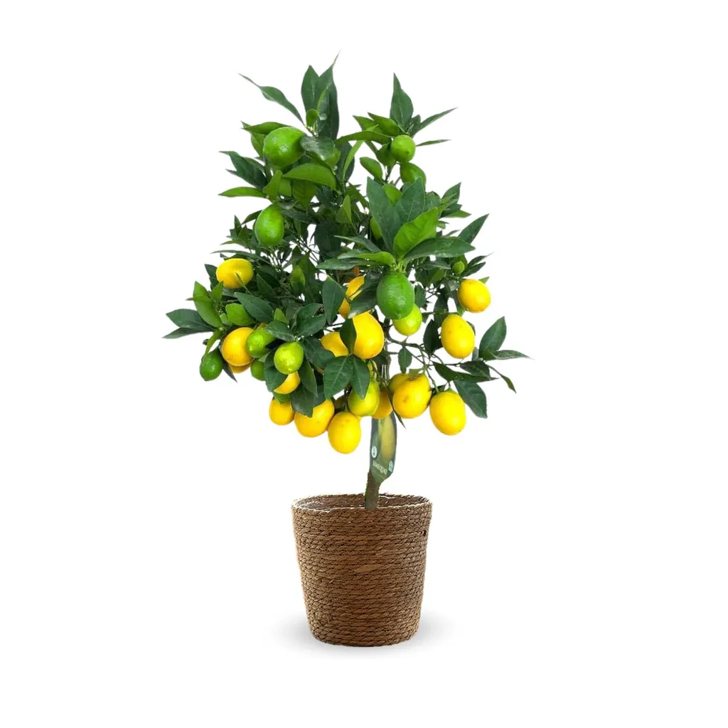 Plante Limequat pour Balcon et Salon - Agrume en Panier Jonc de Mer