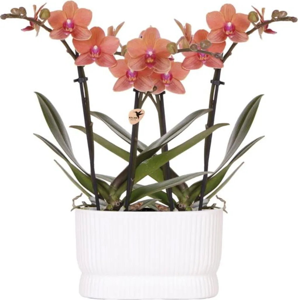 Orchidées Orange Bolzano : kit déco complet Diabolo Twin White Ø9cm