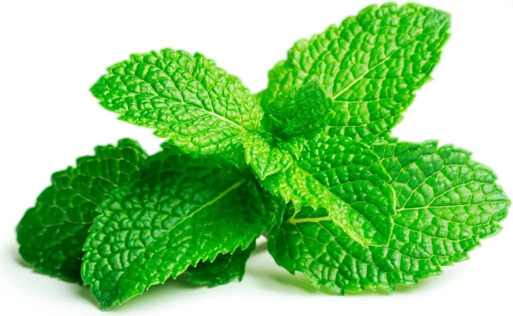 Menthe poivrée EMSA Click and Grow capsules de culture sans terre