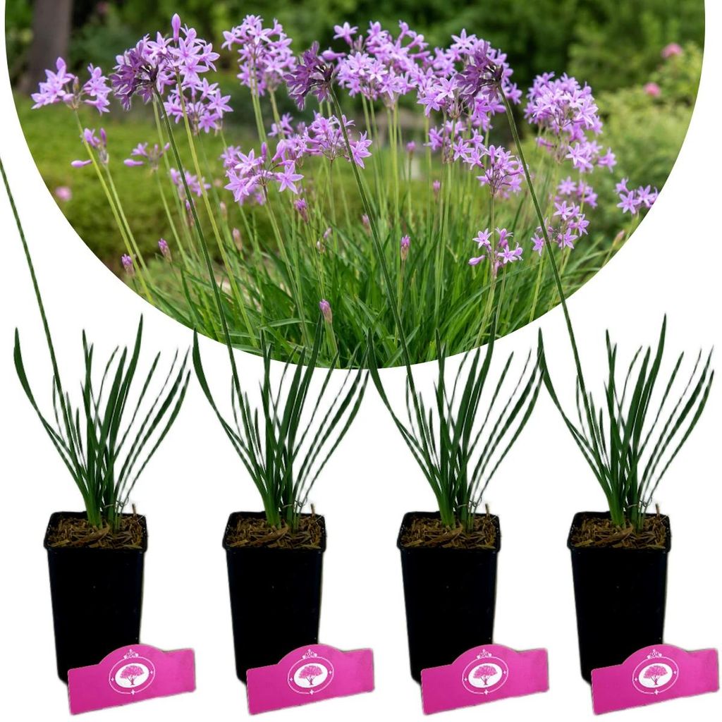 Set mit 4 Tulbaghia violacea – Bärlauch – Essbare Staude – Produktbild 