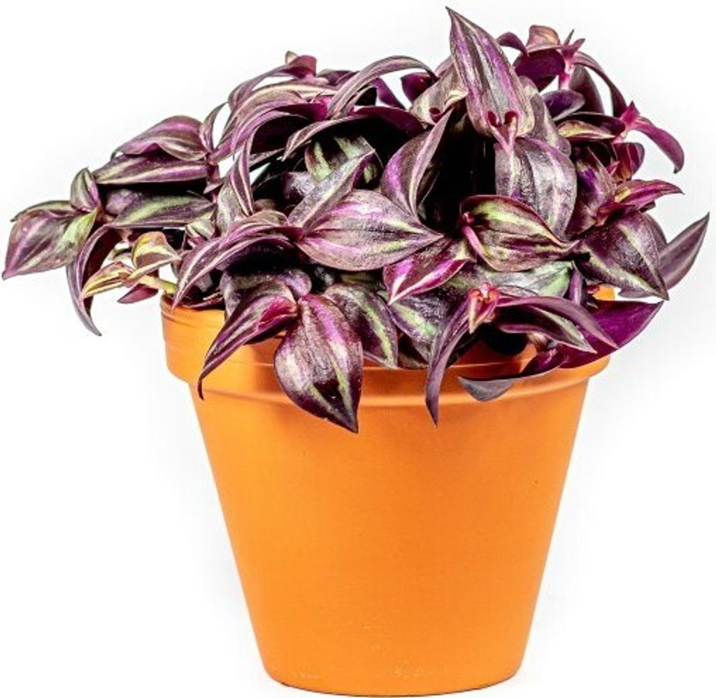 Gardners Tradescantia zebrina PURPLE, průměr 6-7,5 cm Obrázek produktu 