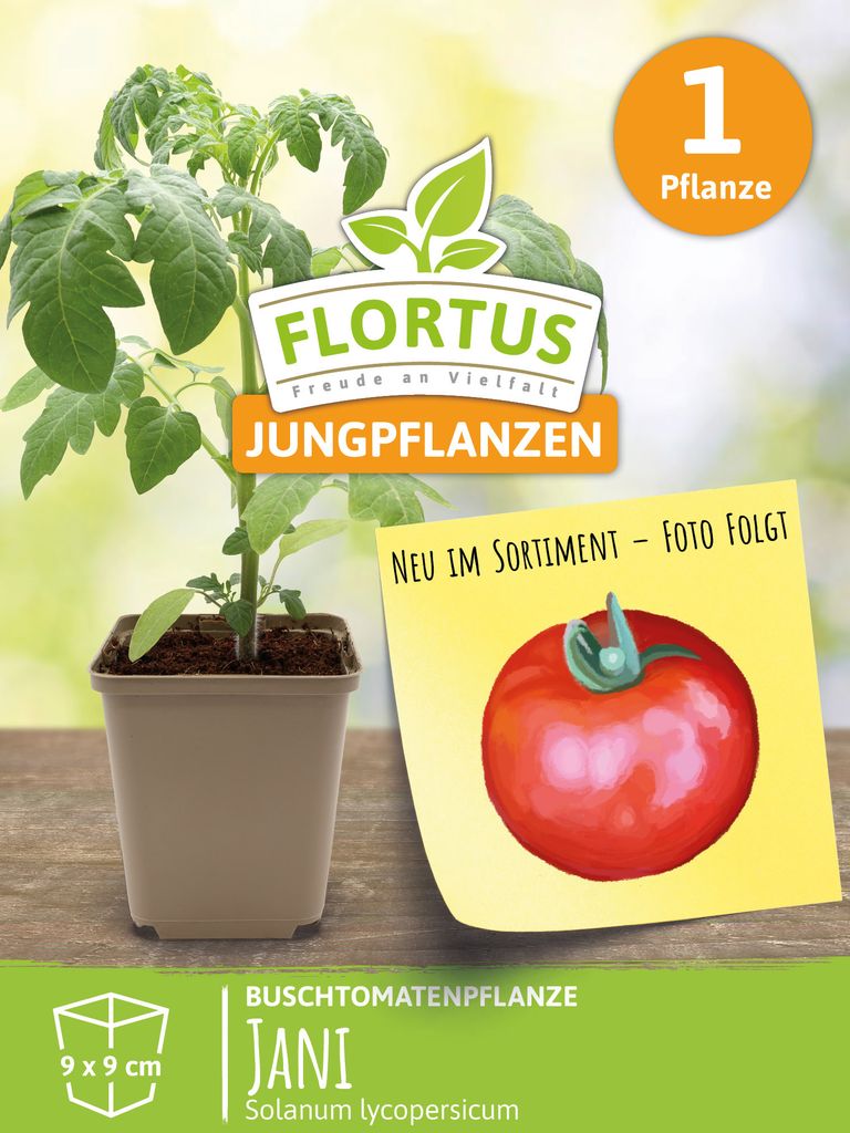 Buschtomatenpflanze Jani | Tomatenpflanzen von FLORTUS, Menge:1 Pflanze