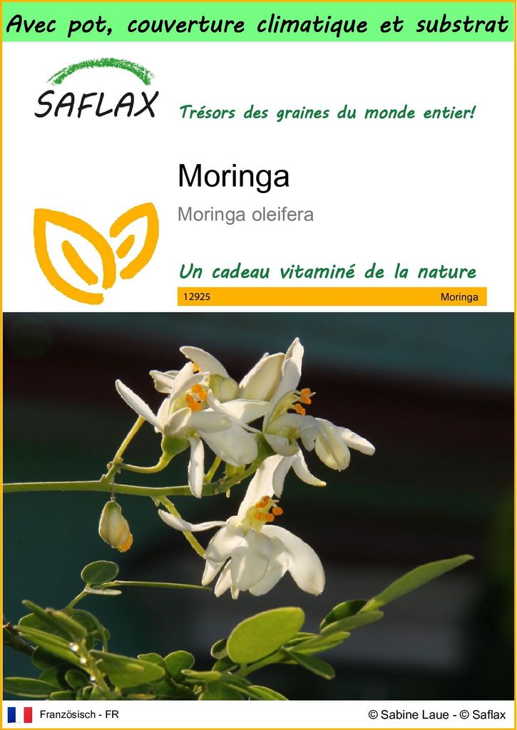 SAFLAX Garden to go - Moringa - 10 graines - Moringa Image du produit 