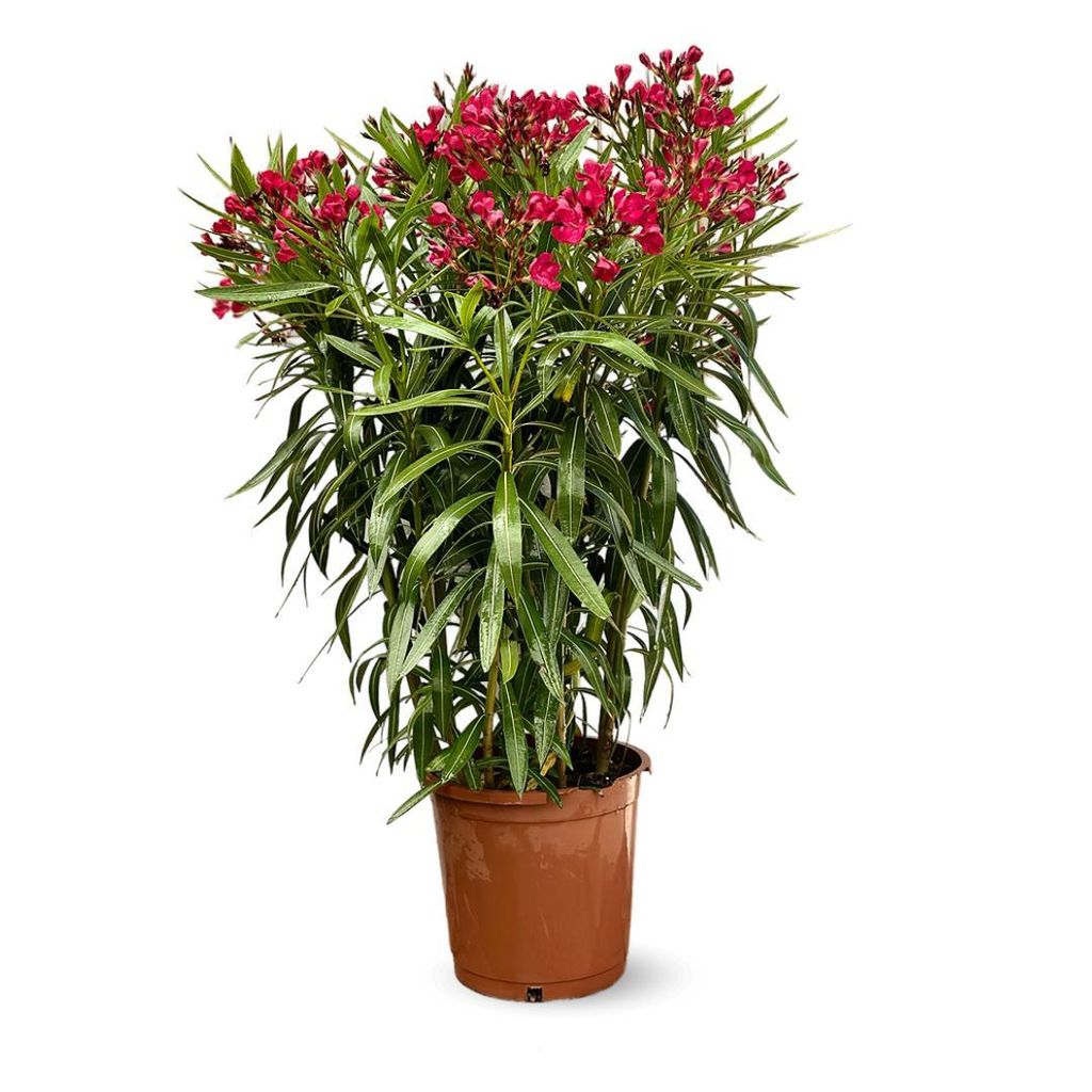 Laurier rose - nerium oleander - ↕ 110-120 cm - ⌀ 24 cm - Image du produit 