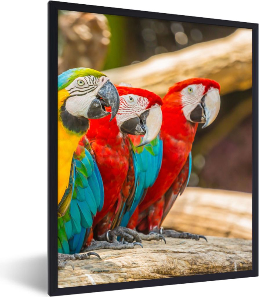 MuchoWow Gerahmtes Poster Vögel - Papagei - Tropisch - Natur 60x80 cm - Poster mit Schwarzem Bilderrahmen Wandposter Rahmen Foto Bilder - Premiu...