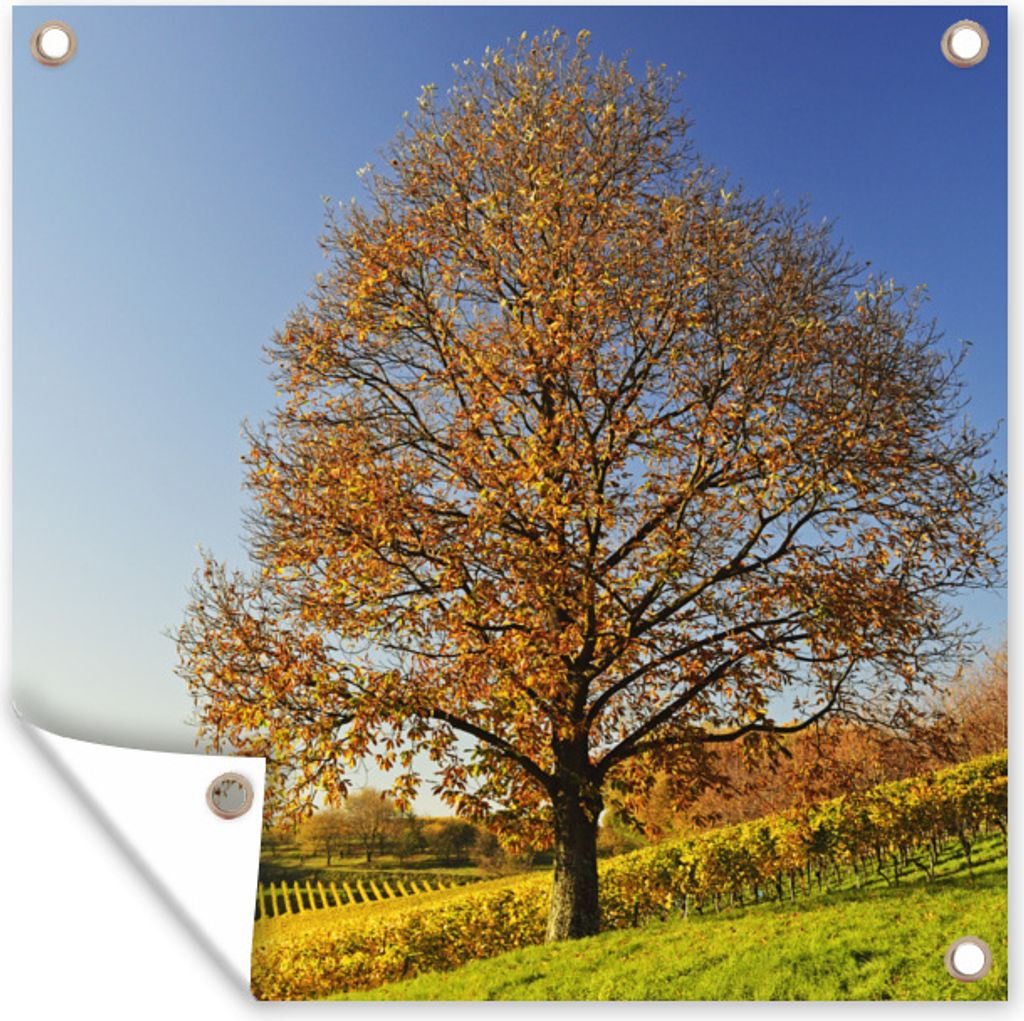 MuchoWow 100x100 cm Outdoor-Poster Gartendeko Sichtschutz Garten Poster für den Garten Kastanienbaum in einer Weinberglandschaft