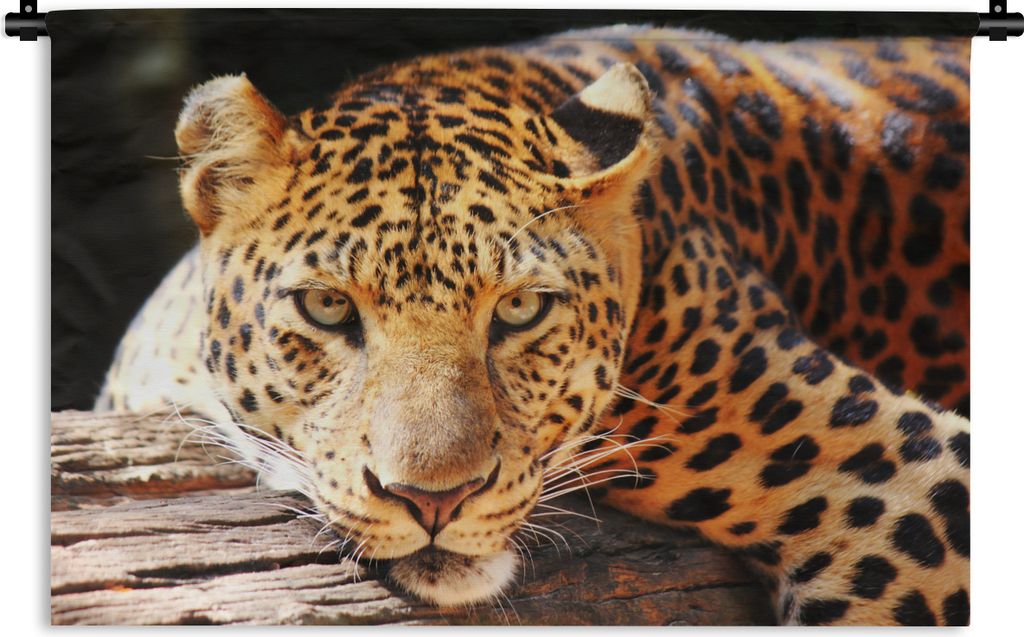 MuchoWow Wandteppich Wandbehang Panther - Baum - Natur 90x60 cm Tapisserie Dekoration Wandtuch - Wandskulpturen - Bildteppich