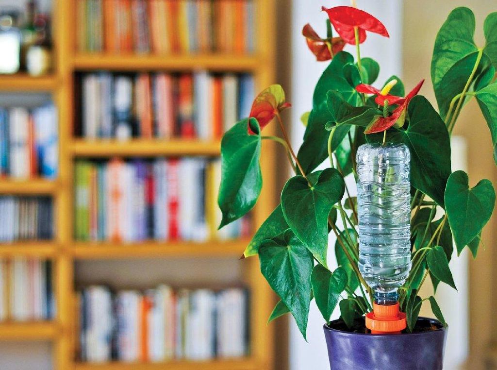 Aquasolo Kegelpackung 3+1 grün für Topfpflanzen zu Hause