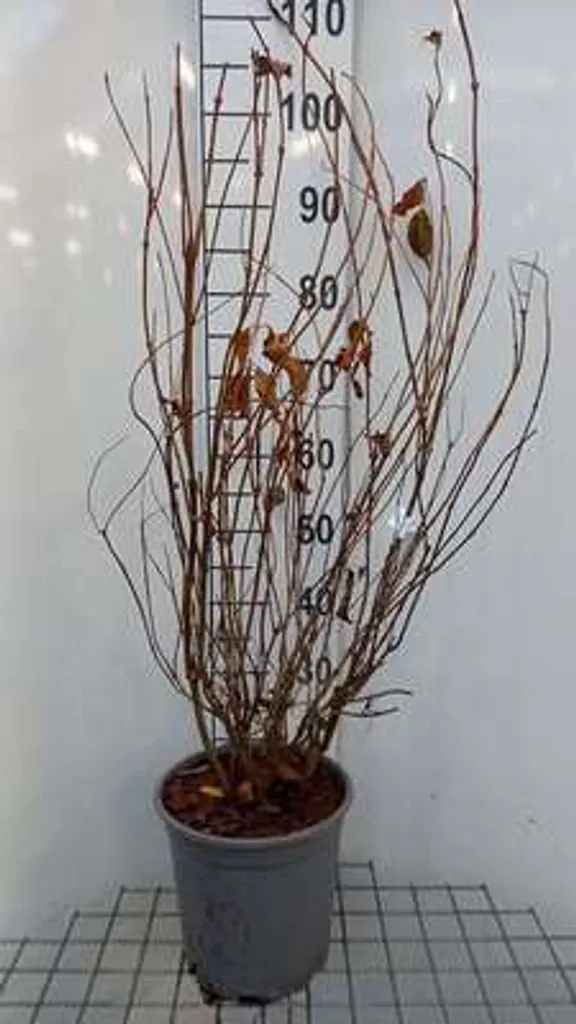 Weigelia Styriaca 60-80 cm : L'arbuste facile pour jardin sans entretien