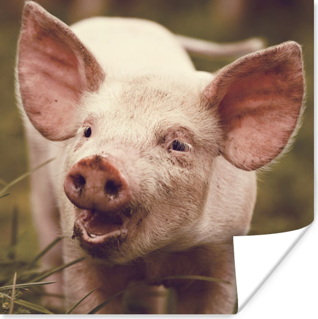 MuchoWow Poster Schwein - Porträt - Tier 30x30 cm - Wandposter - Printing