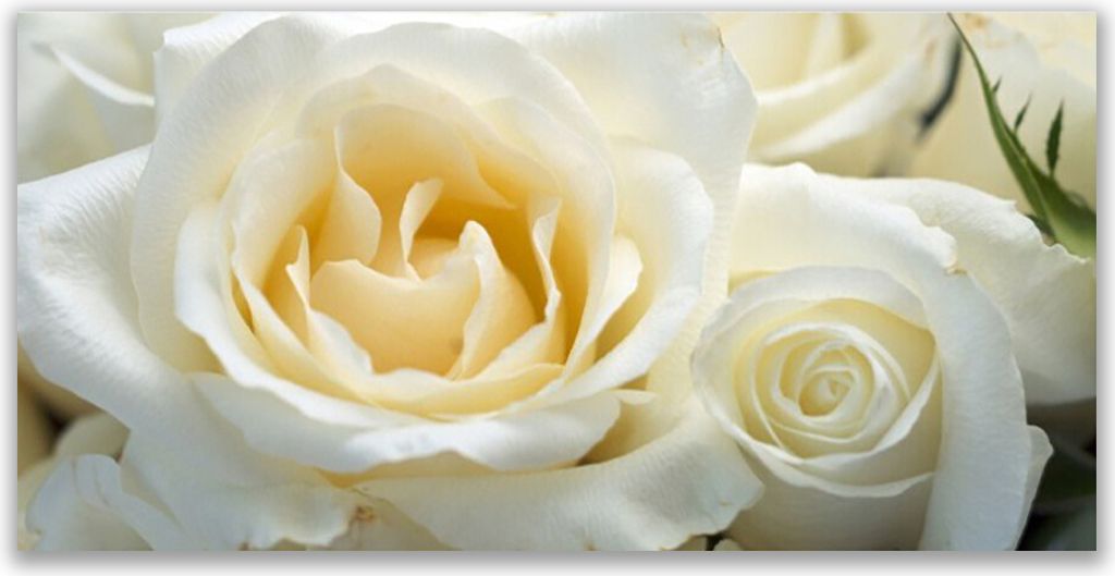 Küchenrückwand aus Glas 120x60cm Spritzschutz Roses Pflanzen