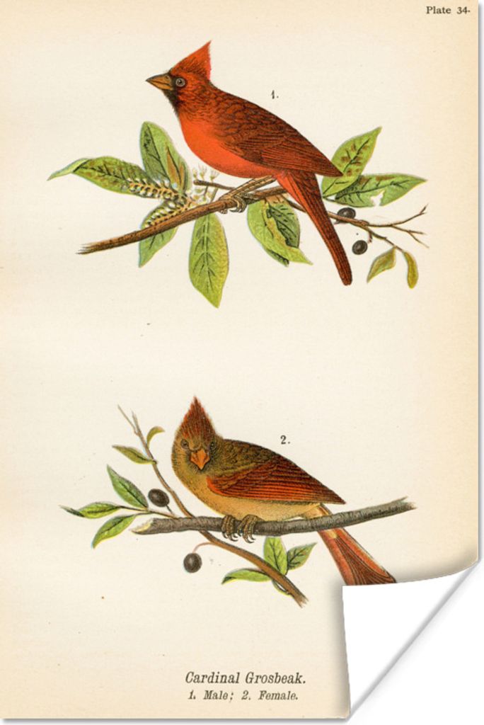MuchoWow Poster Antiker Vogeldruck Vögel 60x90 cm - Wanddekoration