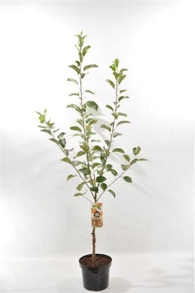 Malus Domestica Benoni 130 cm / 5 Liter Topf- Apfelbaum -  Produktbild 2