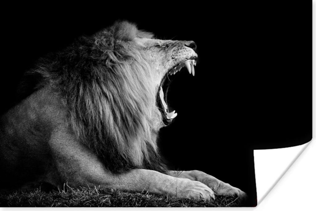 MuchoWow Poster Löwe - Wildtiere - Gras - Schwarz - Weiß 180x120 cm - Fotoplakat