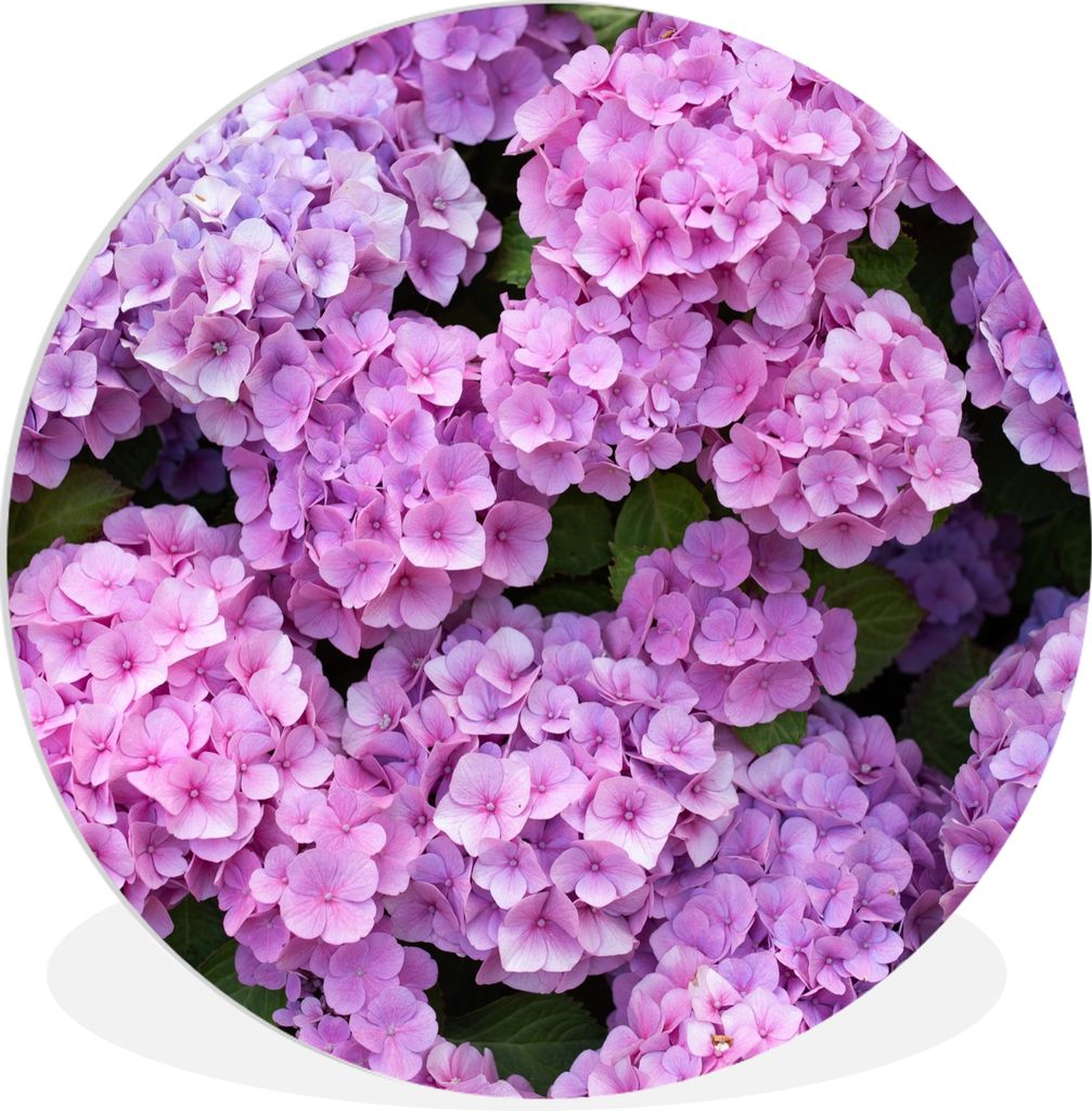 MuchoWow Rundes Wandbild - Runde Bilder Blumen - Hortensie - Strauch - Rosa - Blütenblätter Ø 60 cm Kreis Wanddekoration Kunststoff - Wandkrei...