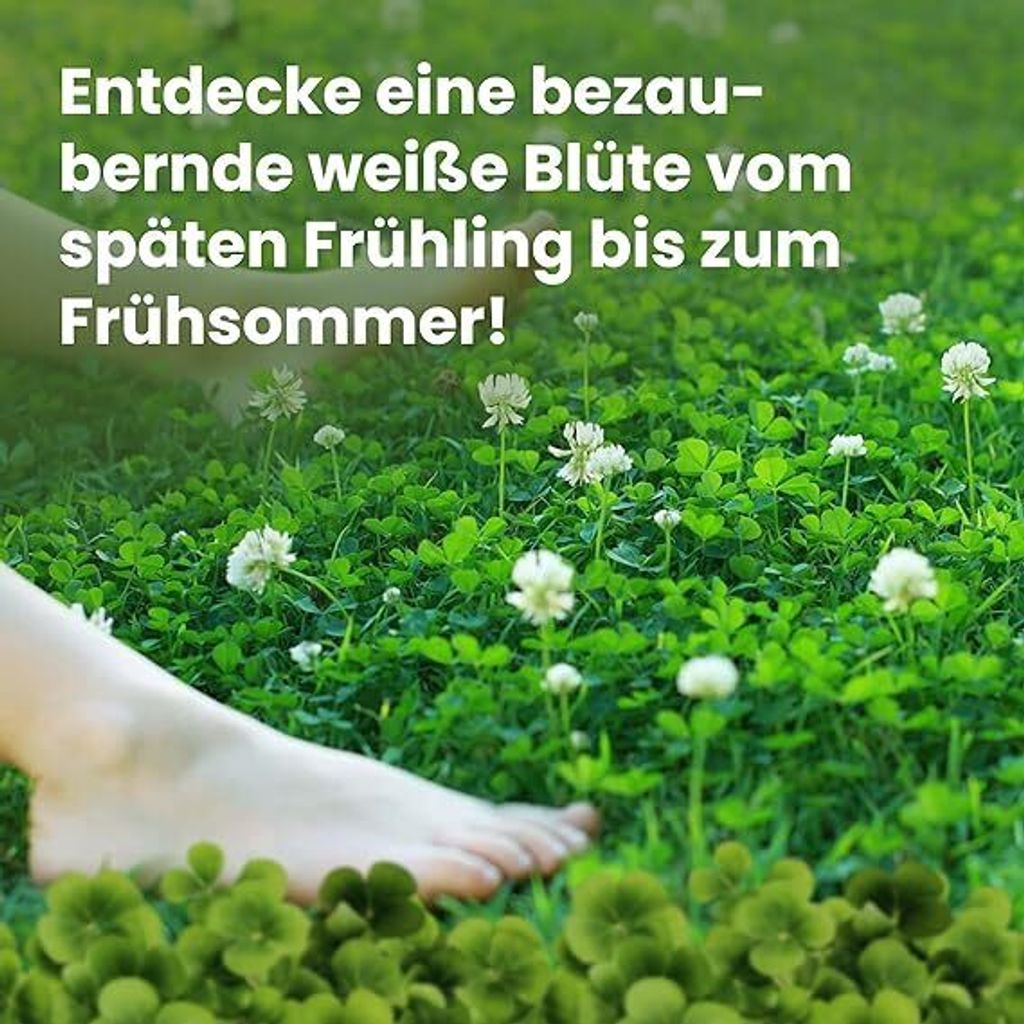 LERAVA® Klee samen [mähfrei] 125m² - Mikroklee Samen für Produktbild 4