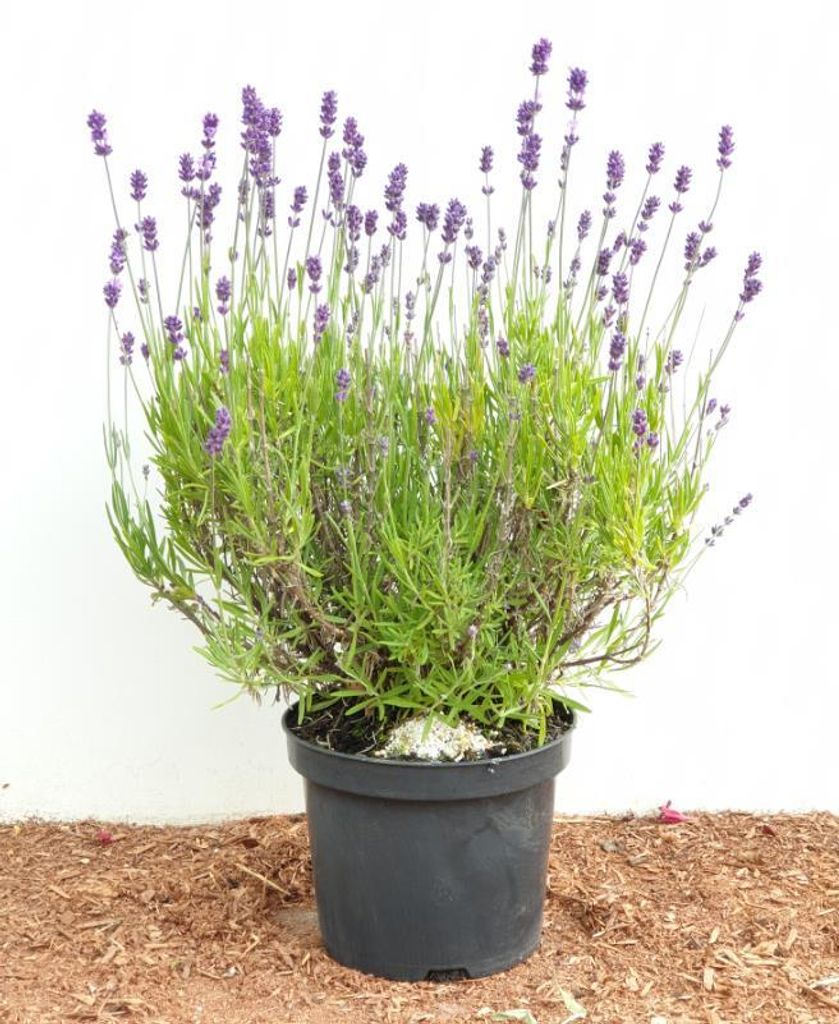A potted lavender plant is shown against a white background, with wood chips on the ground.
