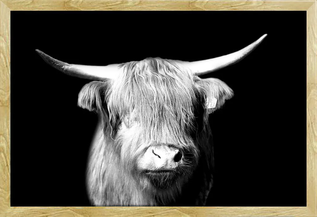 Poster con Cornice Mucca Scozzese Highland Shinsuke Maxi Faggio Acrilico