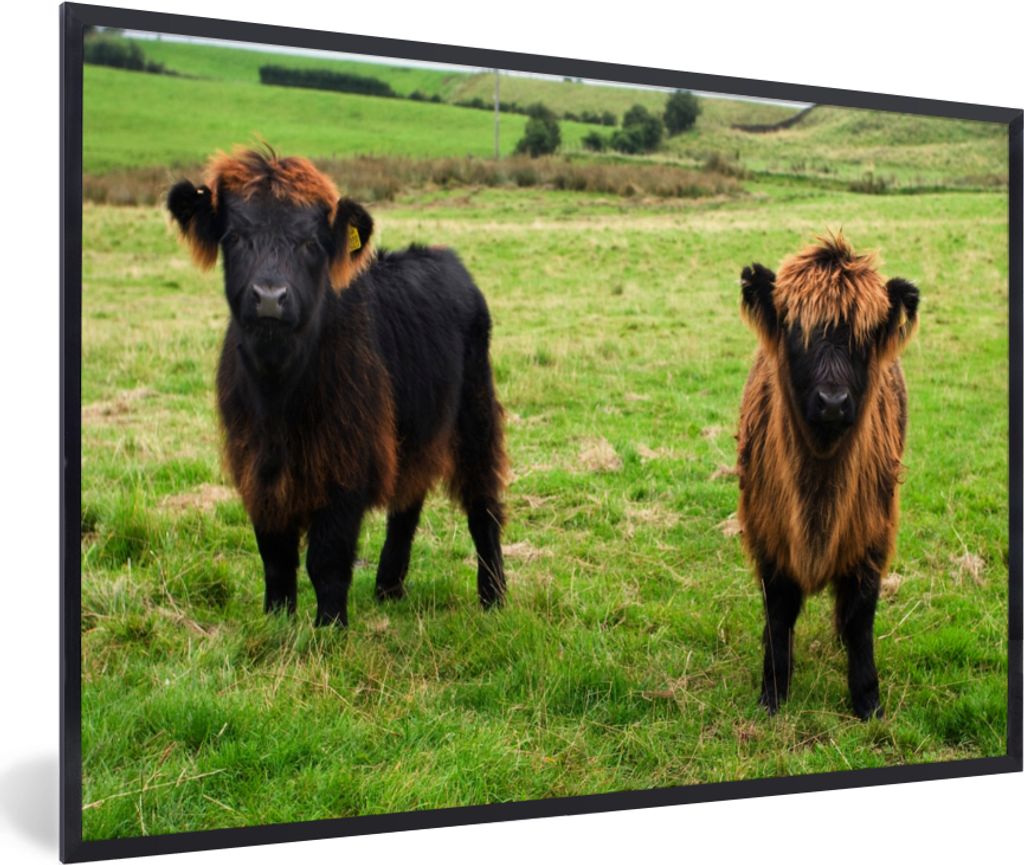 MuchoWow Gerahmtes Poster Schottische Highlander - Gras - Kühe 30x20 cm - Poster mit Schwarzem Bilderrahmen Wandposter Rahmen Foto Bilder - Kuns...