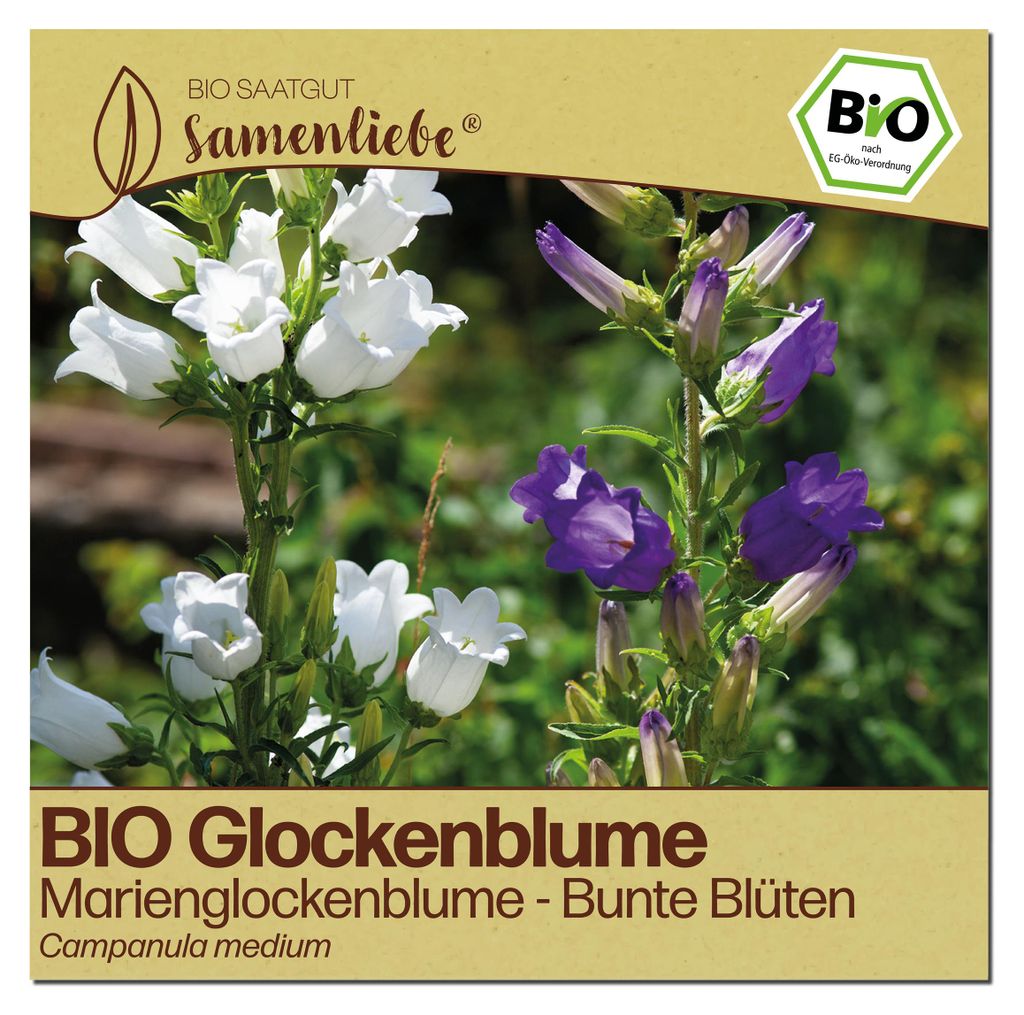 Samenliebe Glockenblume Samen | Marienglockenblume - winterhart & zweijährig & bunt - samenfestes Saatgut