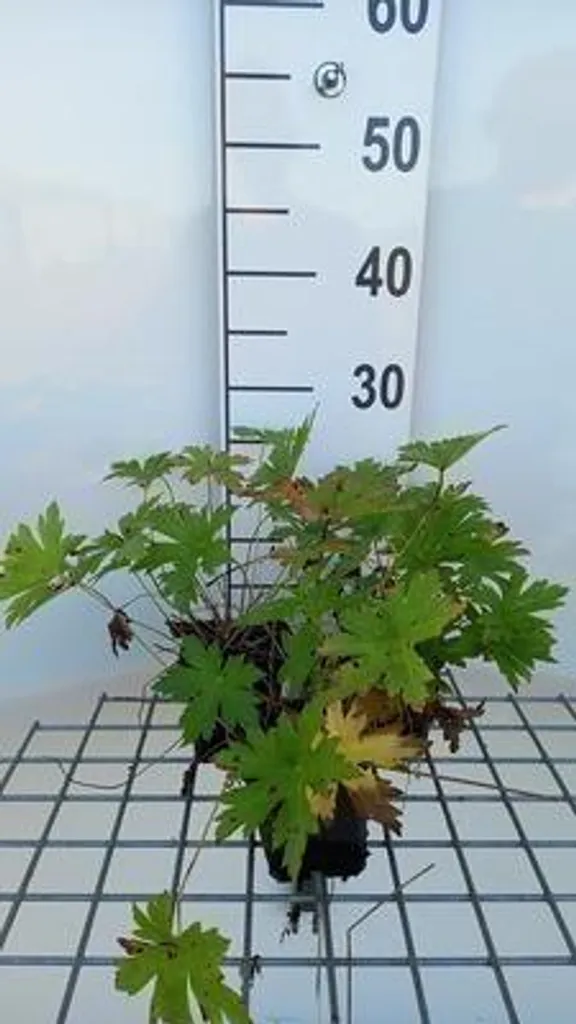 Géranium Red Admiral résistant : fleurir un jardin difficile - 6 plants