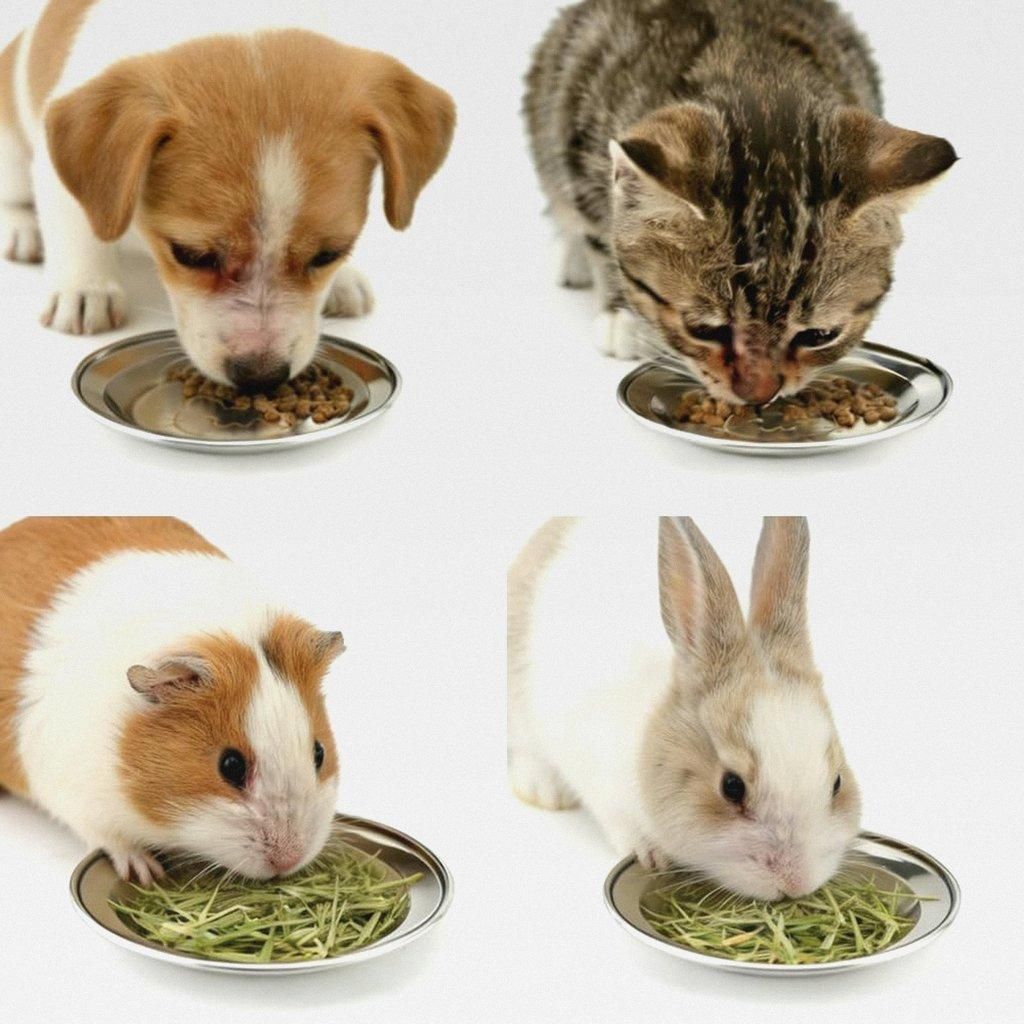 6 Stück Edelstahl futternapf Katze Whisker Fatigue Kitten Bowl Fressnäpfe Wasserflache breite Katzenfutternäpfe für erhöhten Ständer Spülmas...