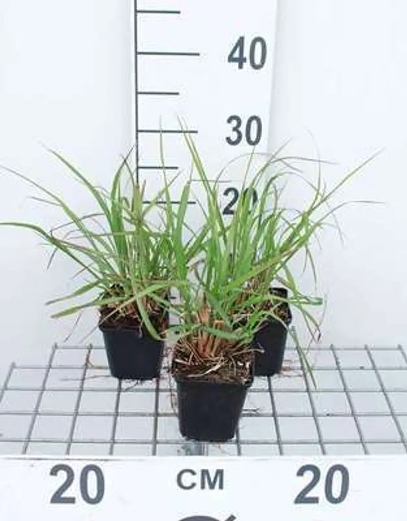 Pennisetum Red Head écouvillons rouges lot 6 godets jardin robuste