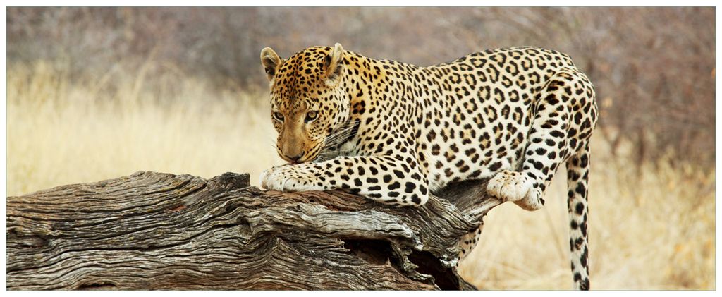 Wallario Wandbild aus Acryl, 125 x 50 cm, freischwebende Optik - Leopard auf Baumstamm in Afrika