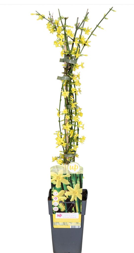 Winterjasmin 65cm XXL Jasminum gelb Produktbild 
