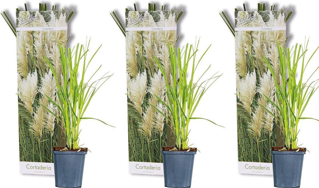 Bloomique - 3er-Set - Cortaderia Selloana - Weißes Produktbild 