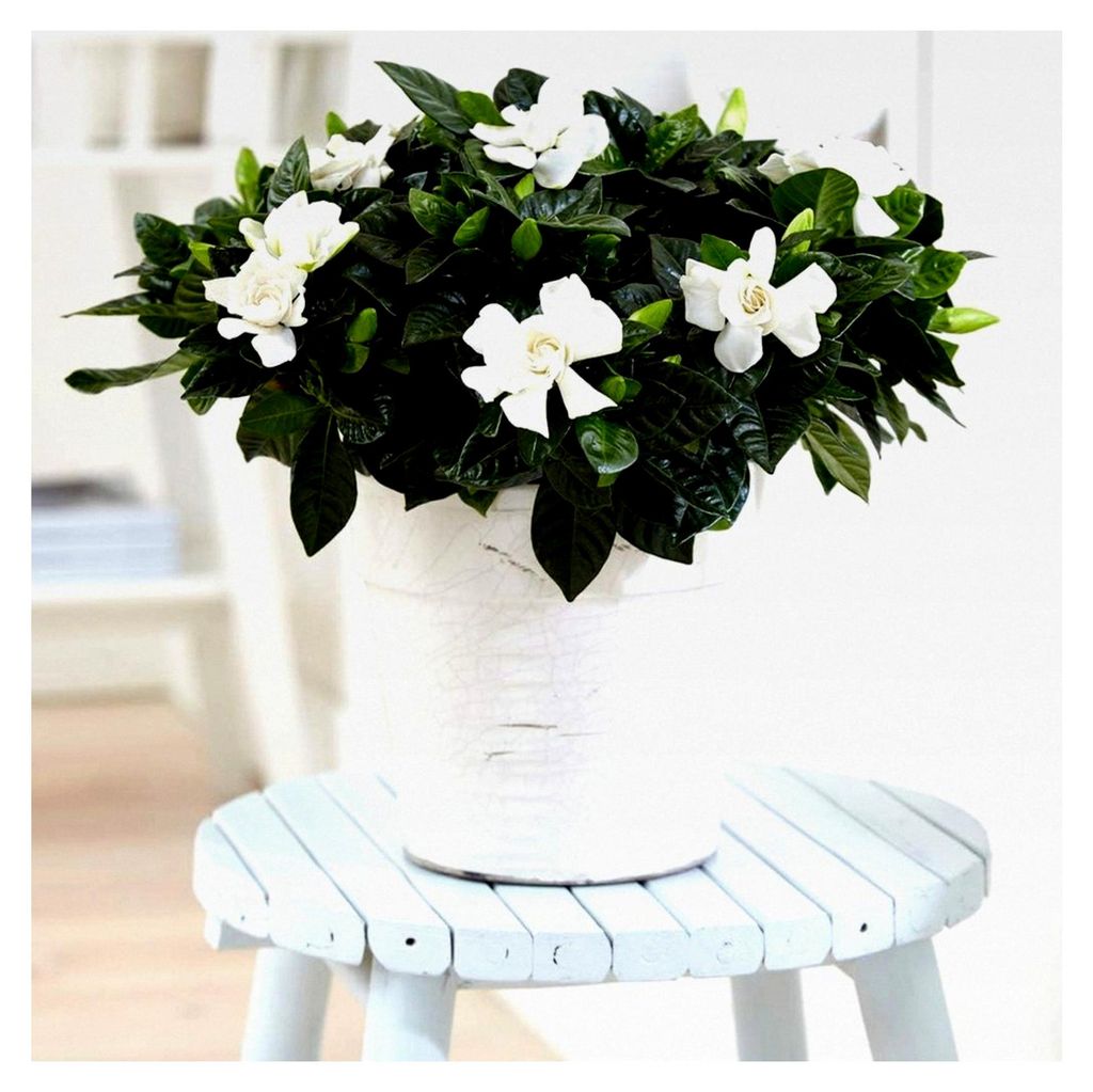 Gardenia Jasminoides Cape Jasmin Duftende Zimmerpflanze, geliefert im 12cm Topf