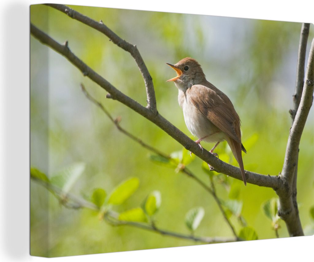 OneMillionCanvasses - Leinwandbilder - 140x90 cm, Singende Nachtigall auf einem Zweig, Wandbilder Kunstdruck Wanddekoration - Foto auf Leinwand -...