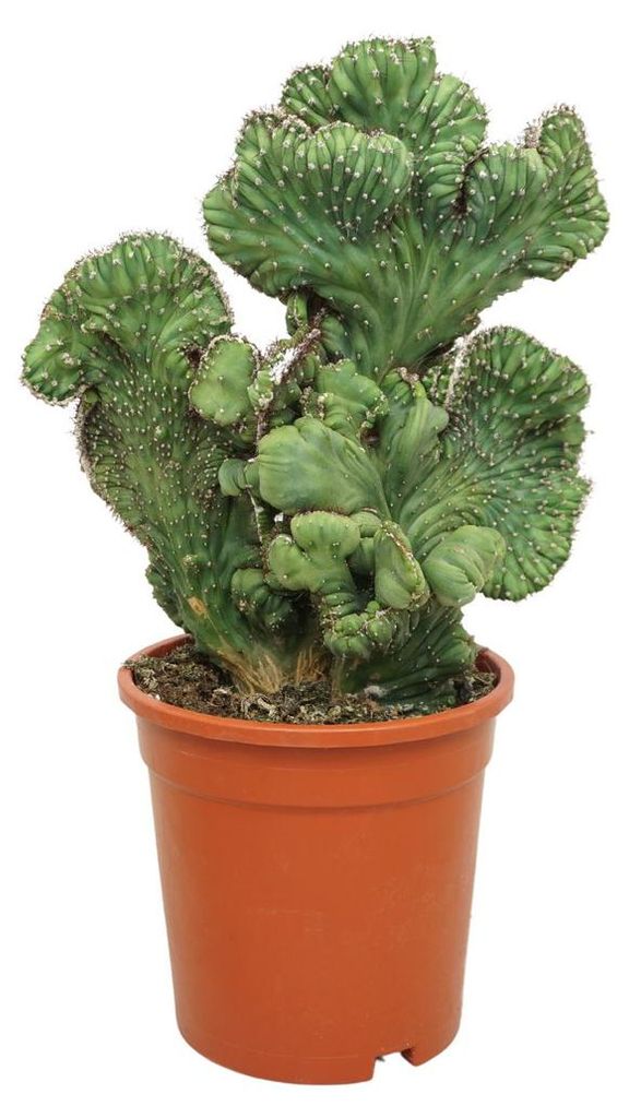Heidelbeerkaktus Kammform - Myrtillocactus geometrizans cristata - Säulenkaktus - 17cm Topf