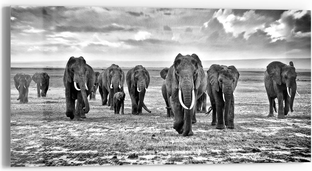 DEQORI Glasbild Echtglas 60x30 cm 'Elefantenmarsch' Wandbild Bild modern Deko