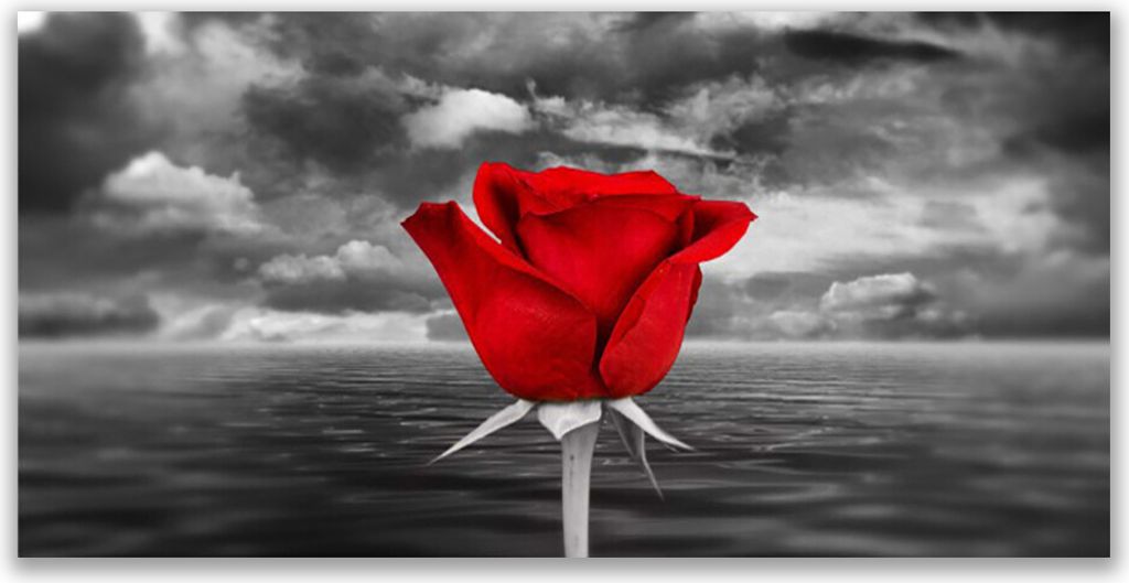 Glasbilder 120x60 Wandbild Druck auf Glas Rose Pflanzen