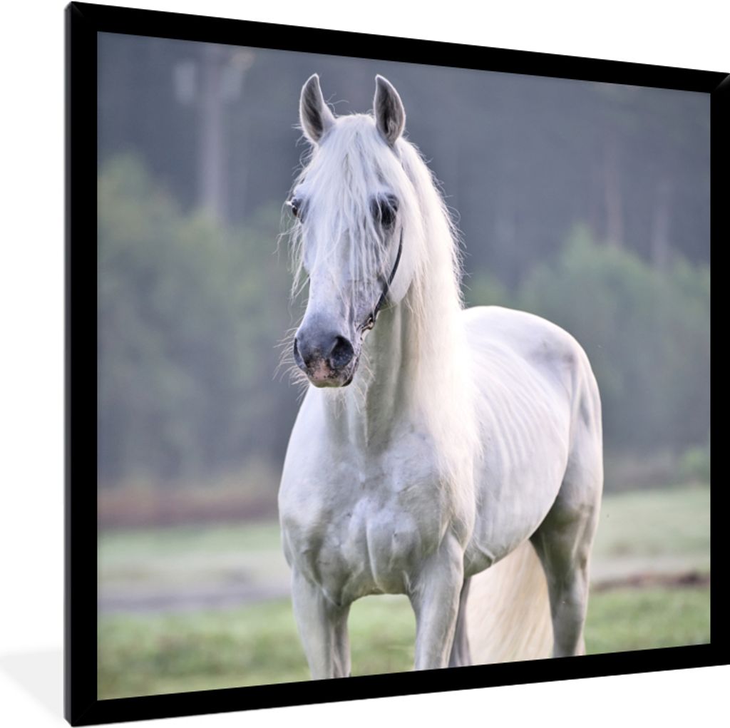 MuchoWow® Gerahmtes Poster Pferd - Licht - Morgen 40x40 cm Produktbild 
