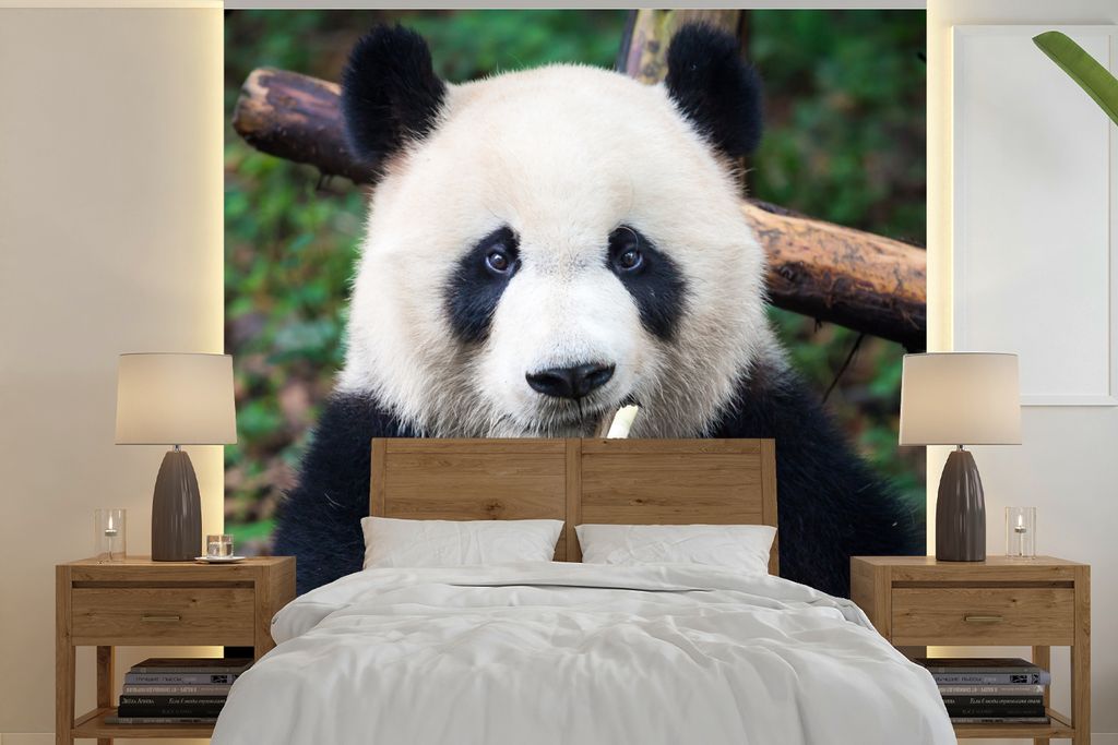 MuchoWow Fototapete für Wohnzimmer oder Schlafzimmer Wandtapete Vinyl Motivtapete Panda - Bambus - Natur - 260x260 cm - Papiertapeten